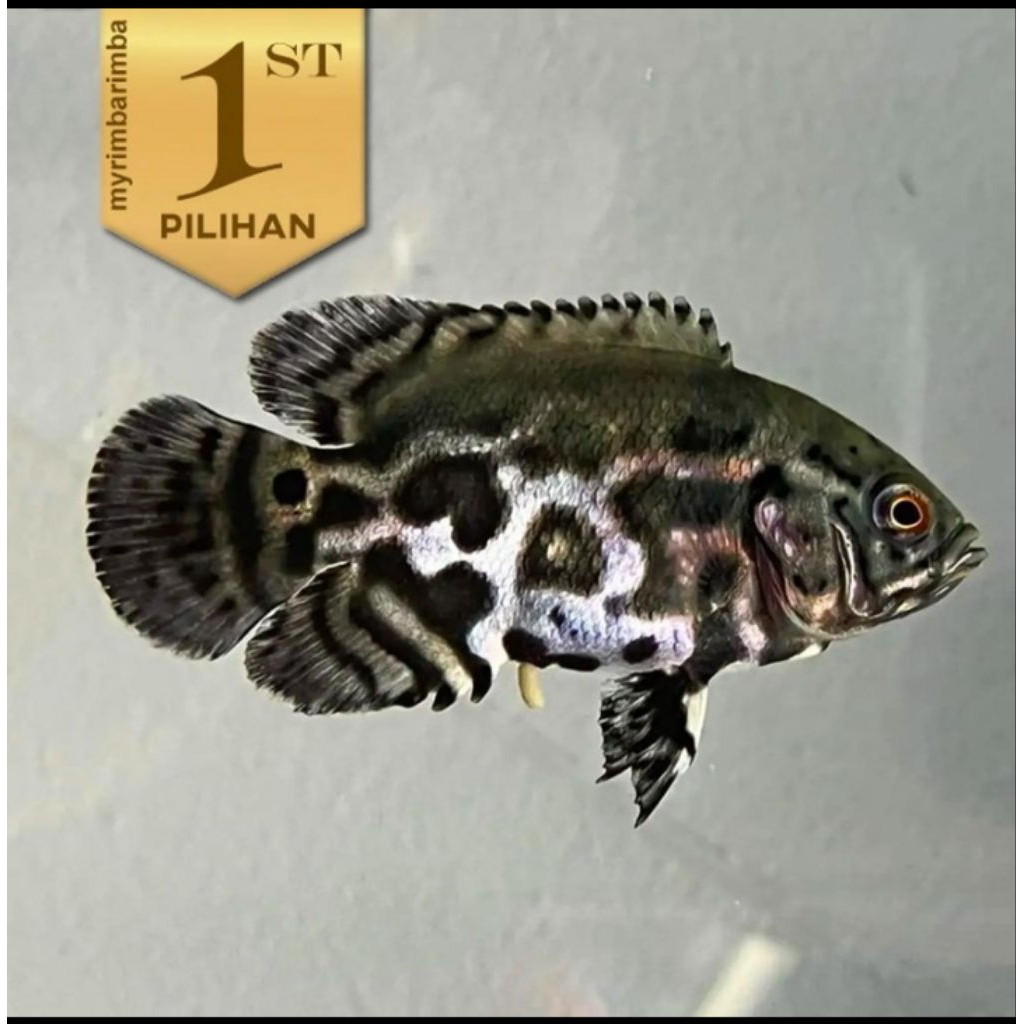 Baby Oscar Tiger Batik Ikan Hias Aquascape Hiasan Aquarium Tanaman Air 