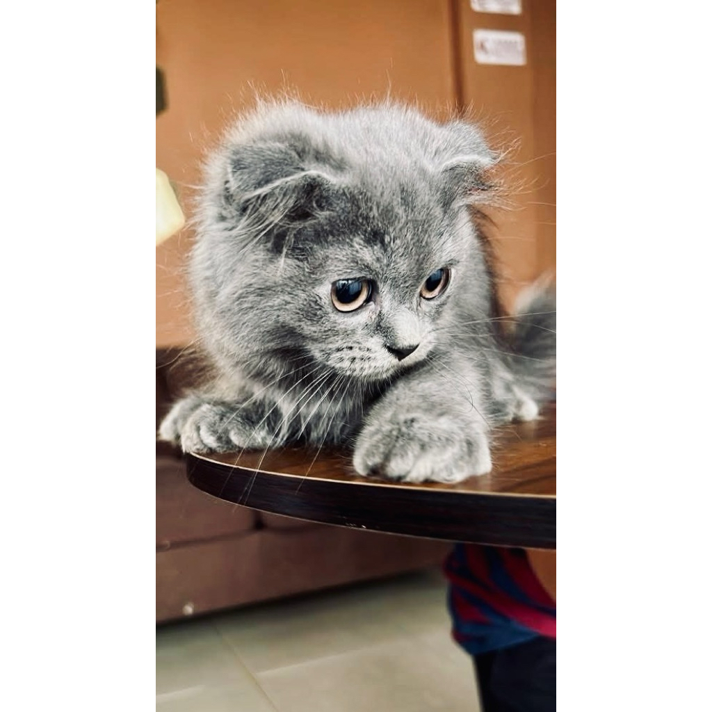 [ADOPSI KITTEN BANDUNG] Scottish fold Kucing kaki pendek bulu kapas telinga lipat british persia rag