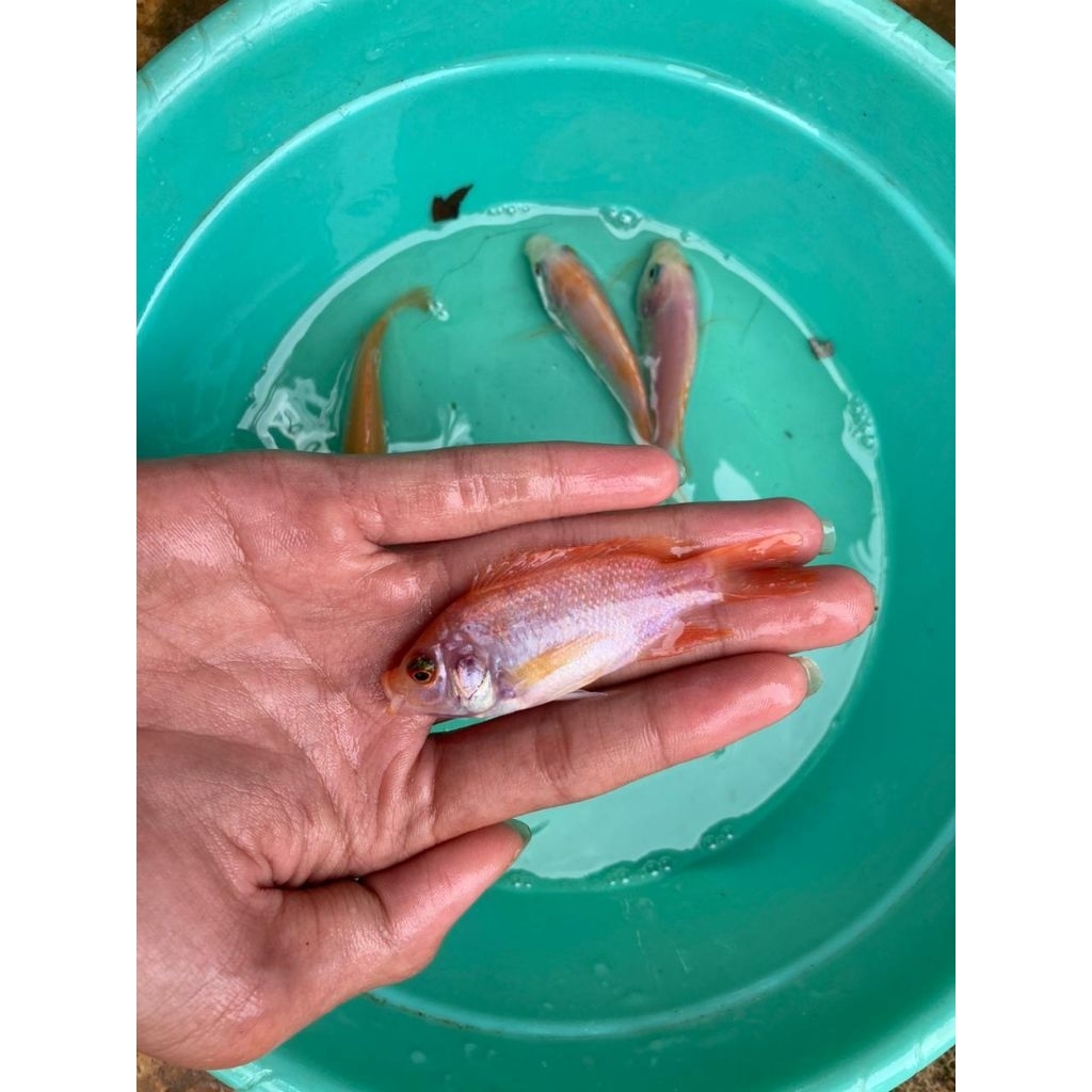 bibit ikan nila uk korek gas/ ikan super sehat lincah & gemuk (isi 50 ekor) di jamin berkualitas