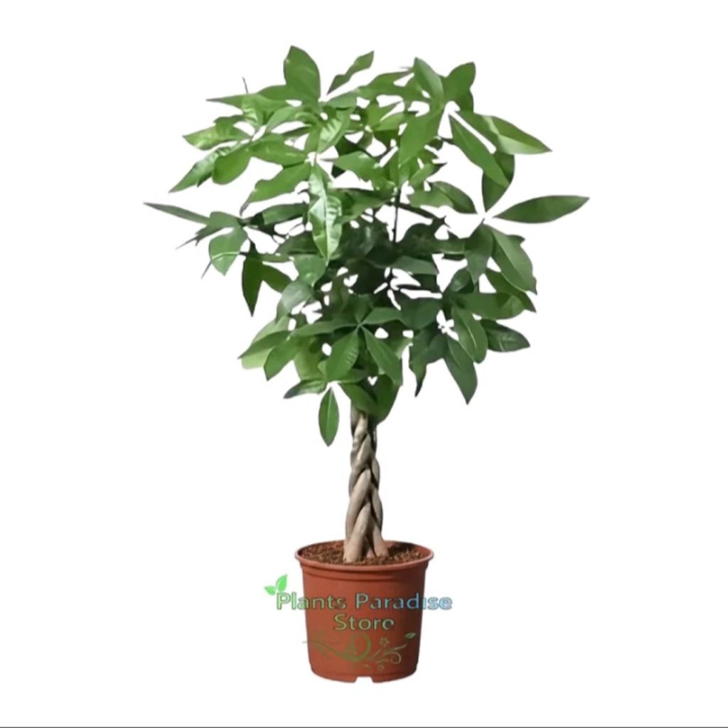 Tanaman Hias Pachira Kepang Mini Pohon Uang Money Tree Indoor Outdoor Bonsai Estetik Hias Ruangan Pr