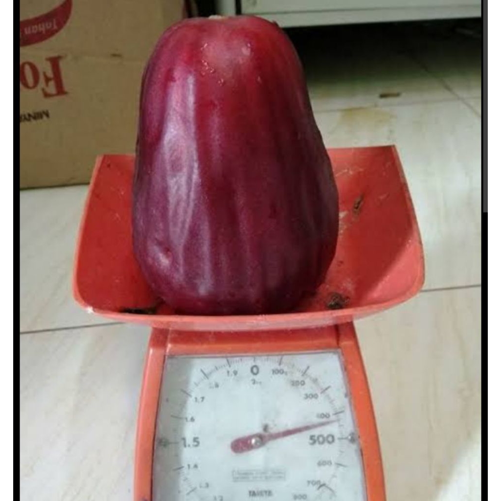 PROMO Indukan Jambu Jamaika / Jambu Bold Full Buah Tinggi 3 Meter | Batang Besar Produktif Siap Tabu