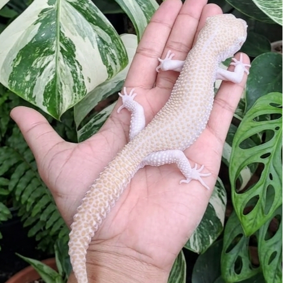 Indukan Gecko Super Snow Raptor (SSR) line Pied Body Jumbo - Jantan Proven Jinak Sehat Mudah Dipelih
