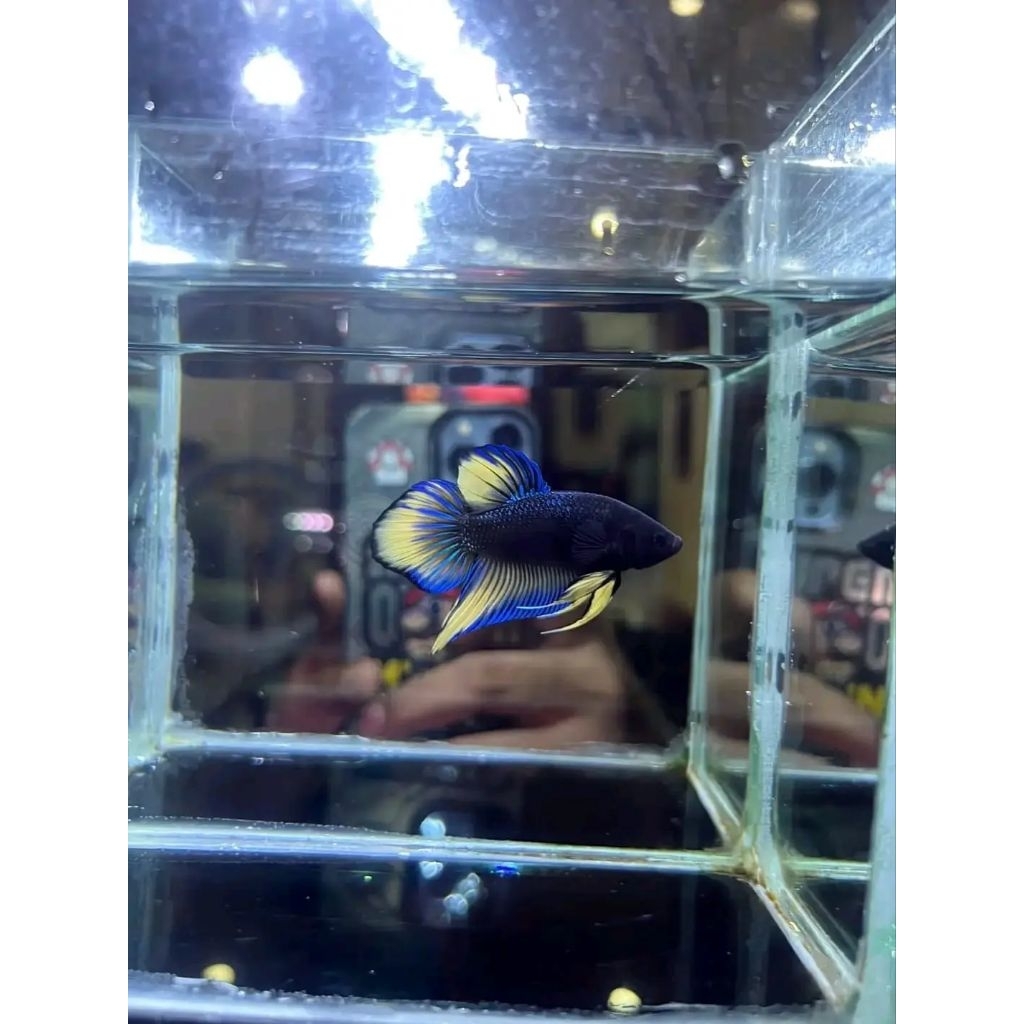 wild betta splendens