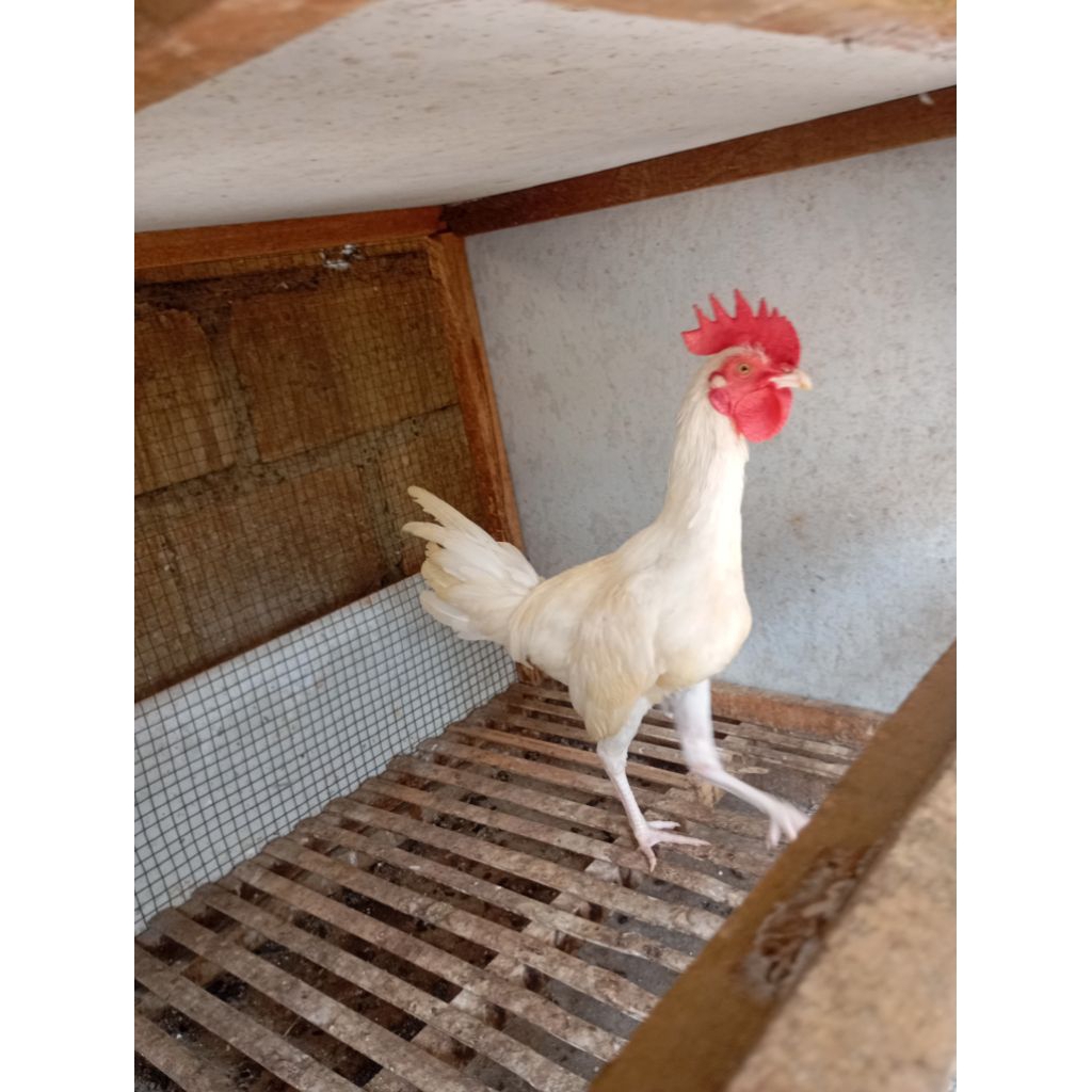 Ayam kampung putih jantan remaja di Jakarta