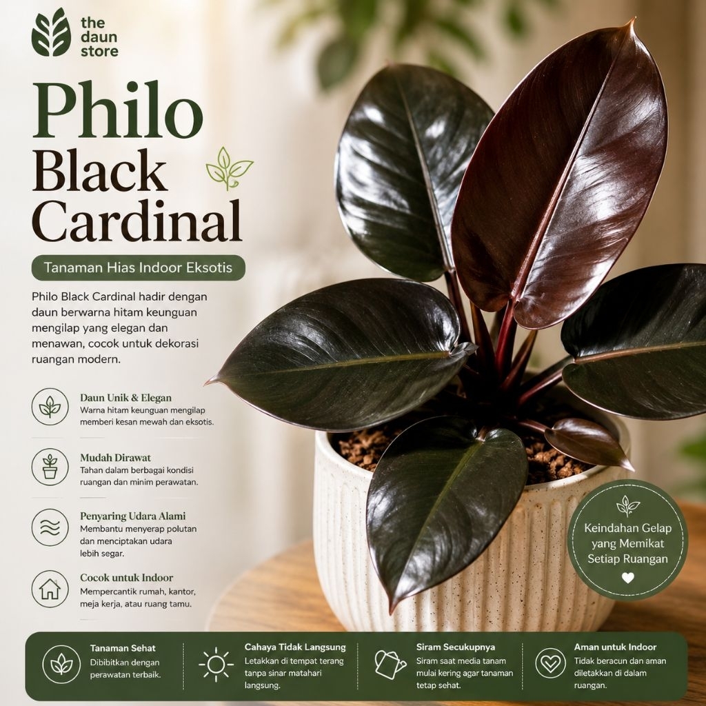 PHILODENDRON BLACK CARDINAL ORI // TANAMAN HIAS BLACK KARDINAL ORI TANIAN LOKAL