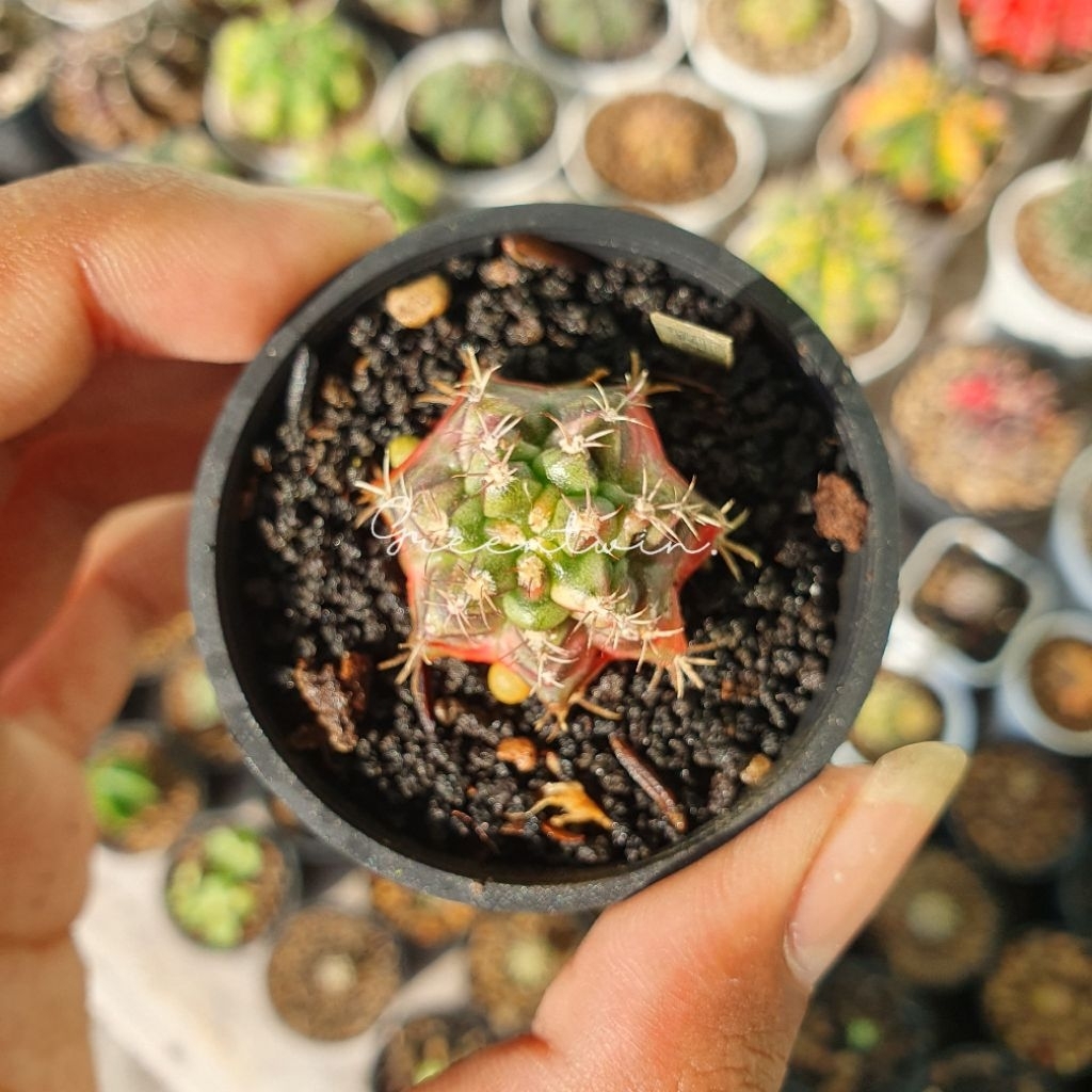 kaktus | gymnocalycium "k3"