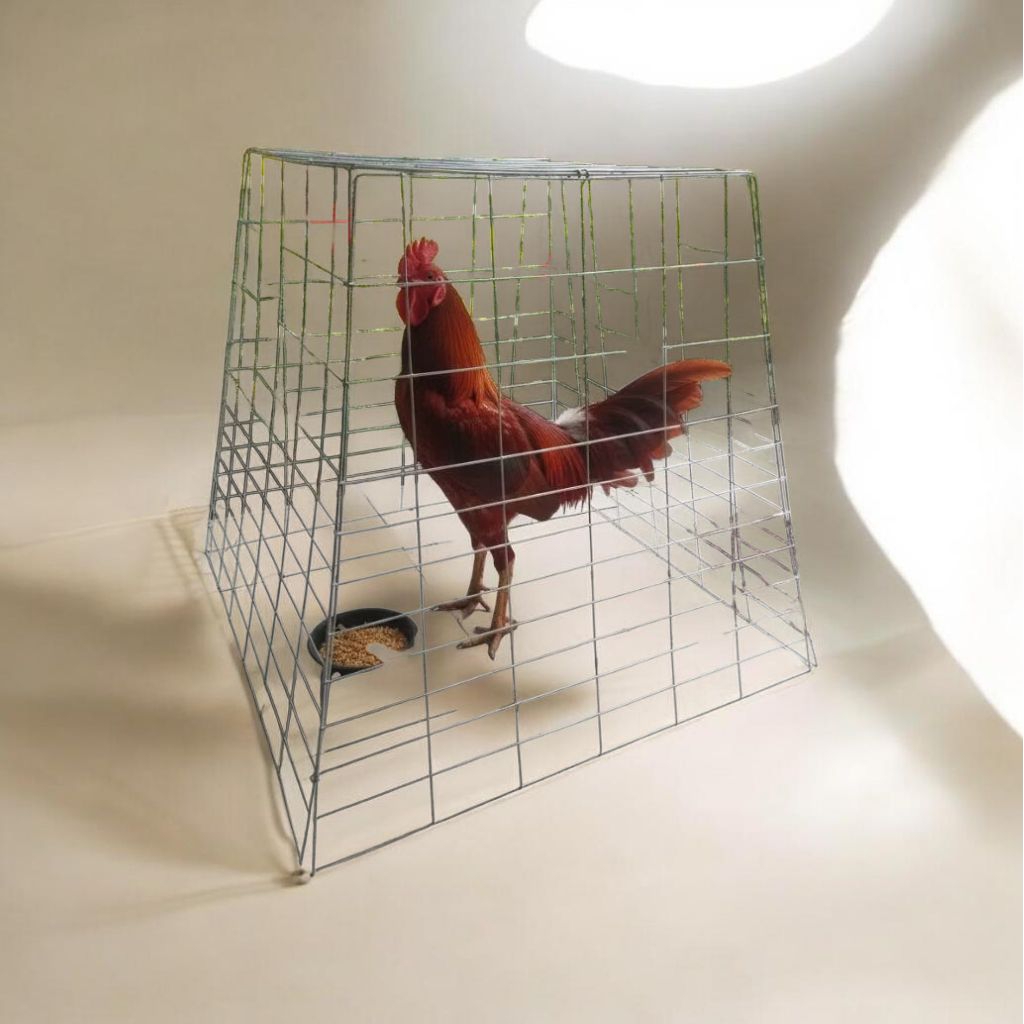 Kandang Jemur Ayam Trapesium Kurungan Ayam bangkok Ayam Kate Kandang piramid