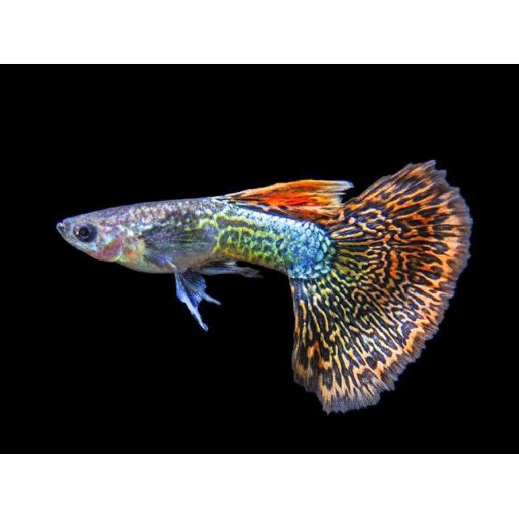 hemat paket 10 ekor guppy cendolan cobra red dragon  warna cantik berkualitas hiasan aquarium