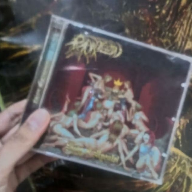 CD radang kelamin - king of ngen