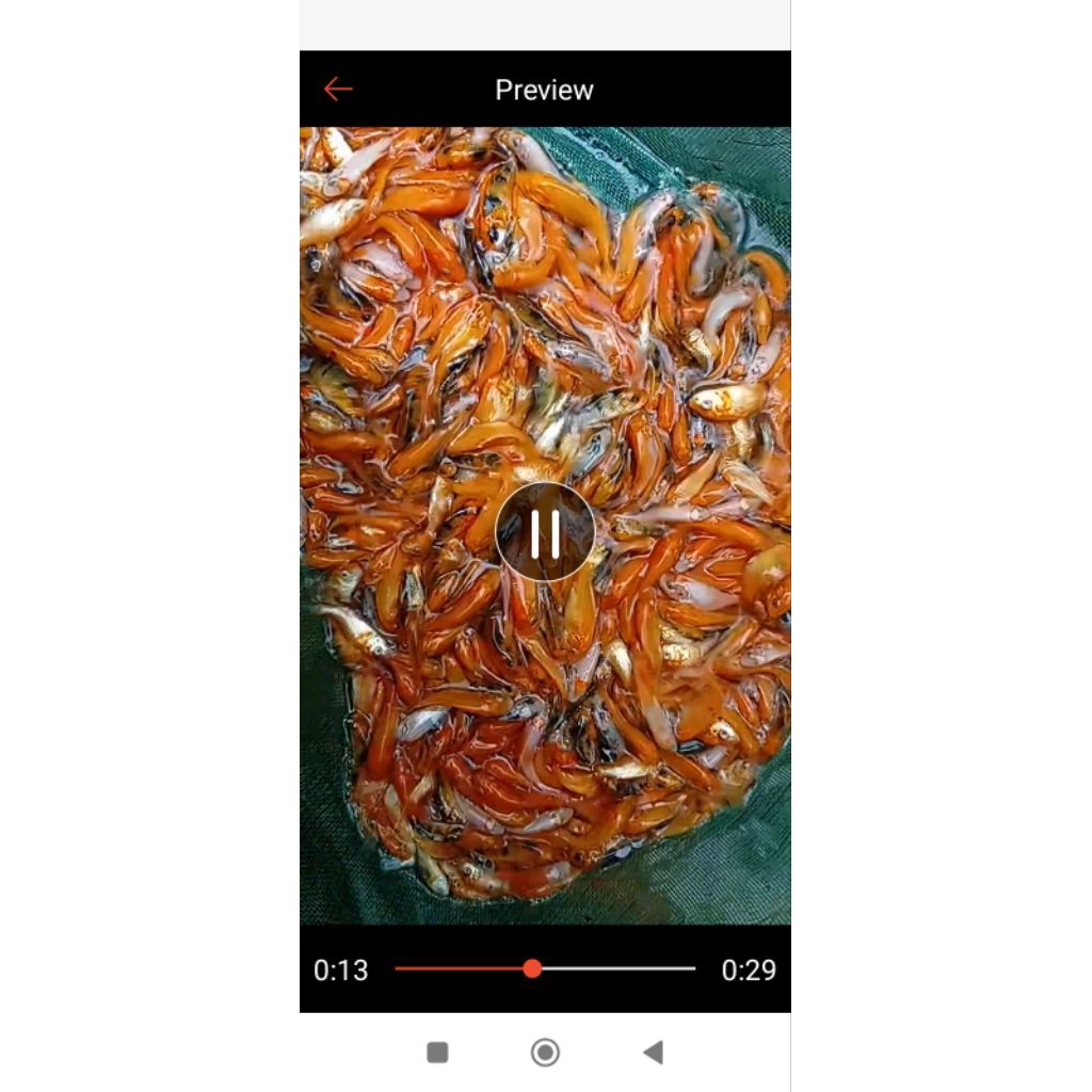 Anakan koi Rp.500/ekor