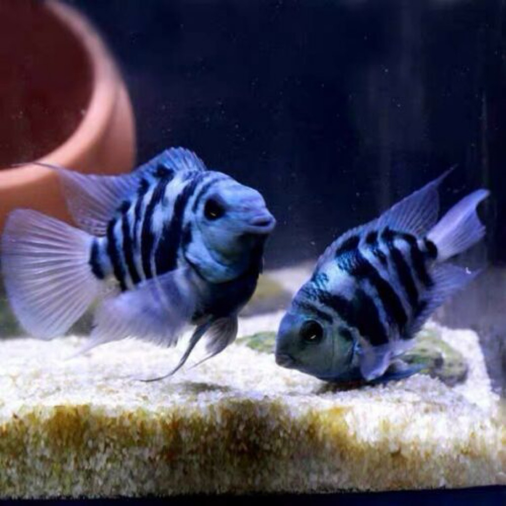 Ikan Blue Polar Parrot Cichlid - Ikan Hias Air Tawar