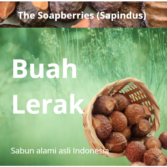 Lerak/Klerek/Soapnuts/Soapberries bahan sabun alami ramah lingkungan