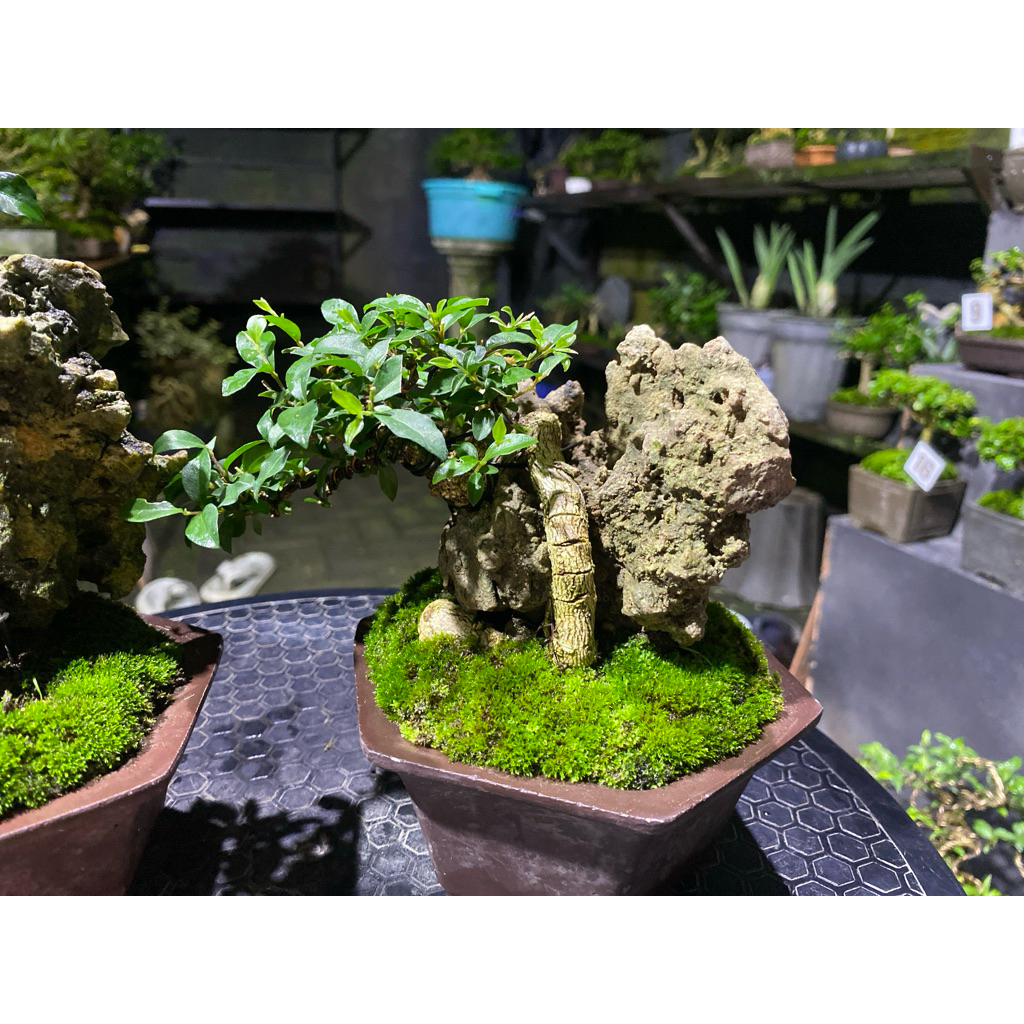 bonsai sakura Micro