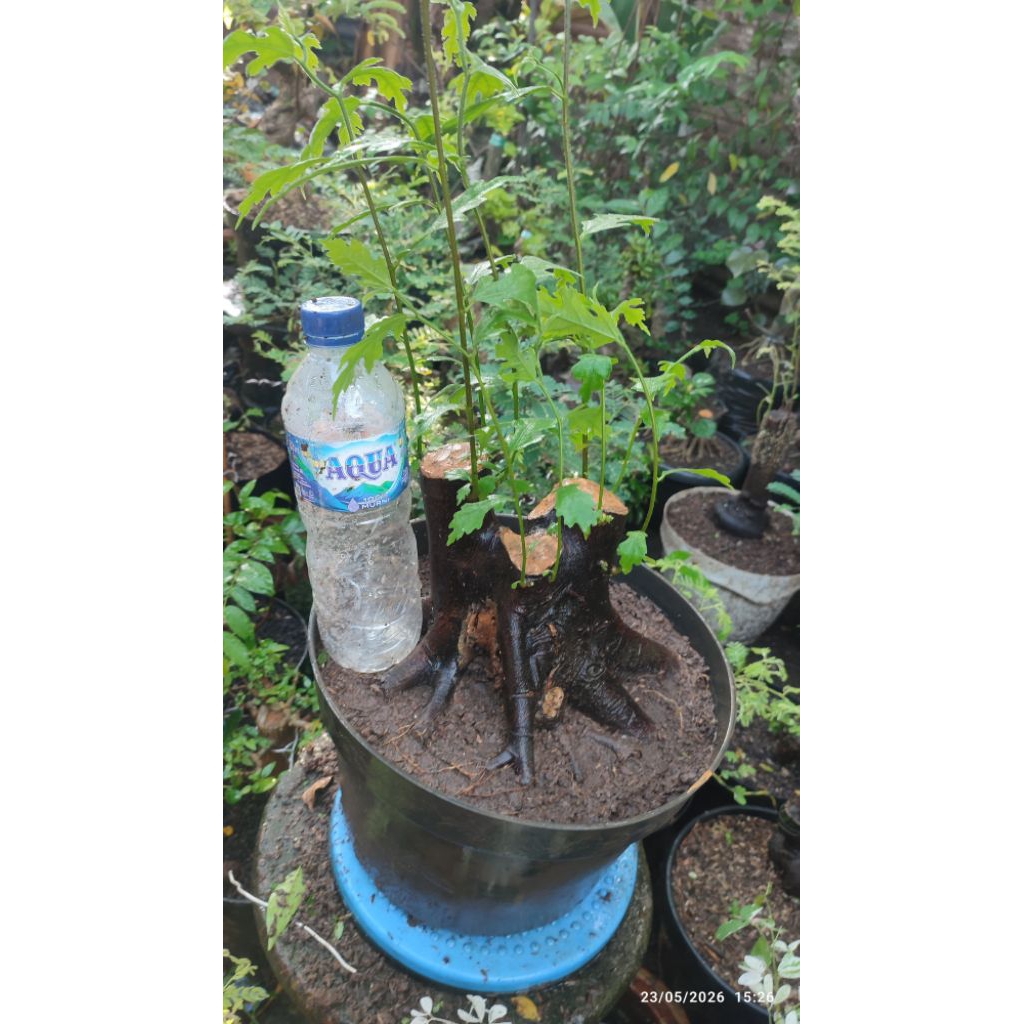 bonsai amplas hitam,bahan bonsai