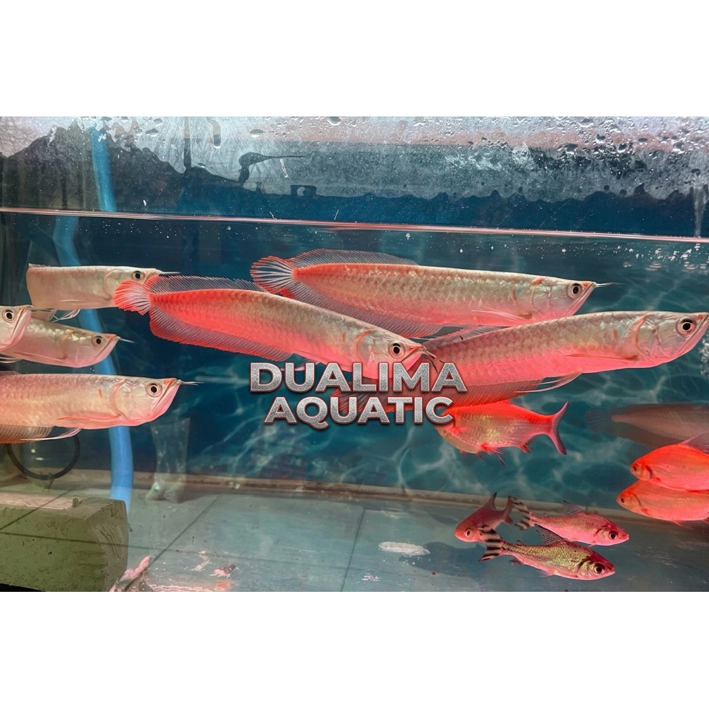 Arwana Silver Red size -+25cm only instant sameday