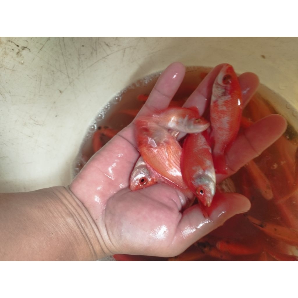 Bibit Ikan Nila Merah kakap Ukuran Kecil, Cepat Tumbuh dan Lincah per paket isi 10 ekor