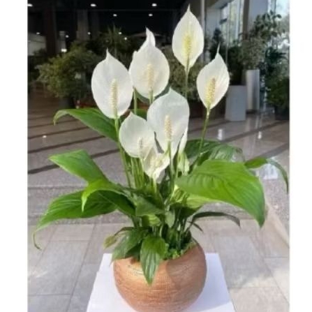 Tanaman Hias Bunga Peace Lily Bangkok Sudah Berbunga