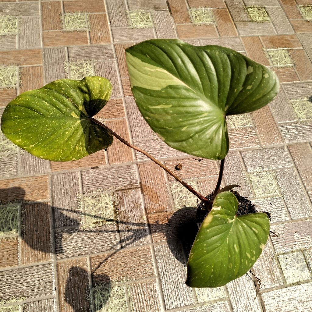 Homalomena Thai Stardust Varigata Pink Remaja up