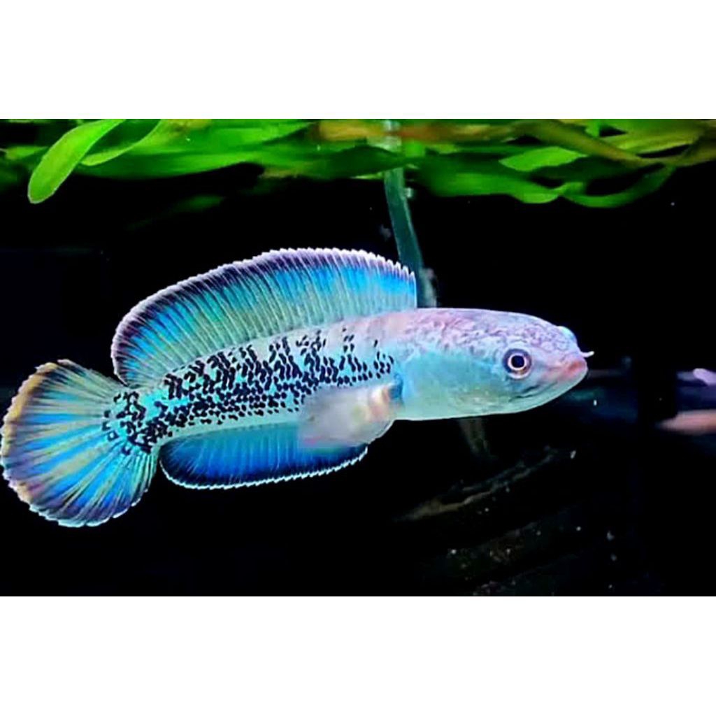 Ikan Channa Blue Pulchra Ukuran 6-7cm, Warna Biru Cerah, Aktif & Galak