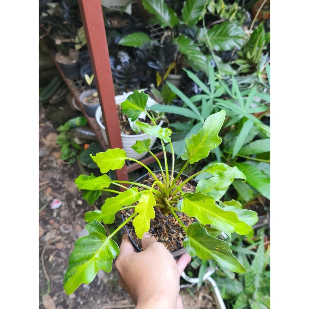 philodendron/ thaumatophyllum xanadu dwarf variegata