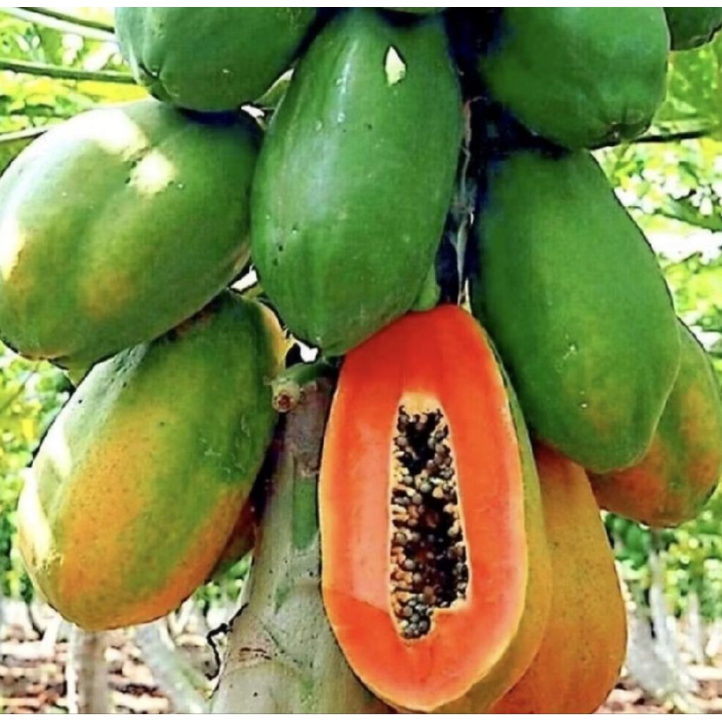 Pohon Pepaya Bangkok/ Tanaman Pepaya Bangkok/ Buah Pepaya
