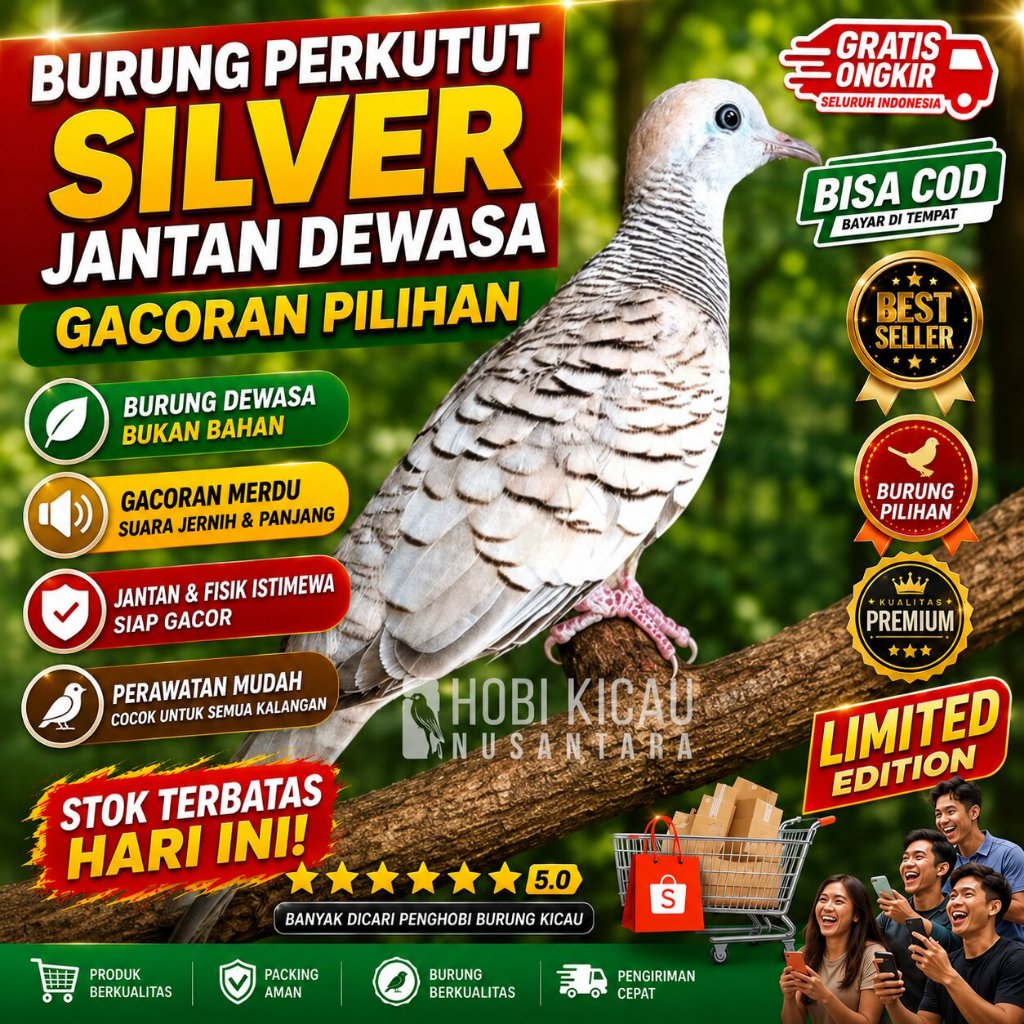 burung perkutut silver jantan dewasa gacoran pilihan