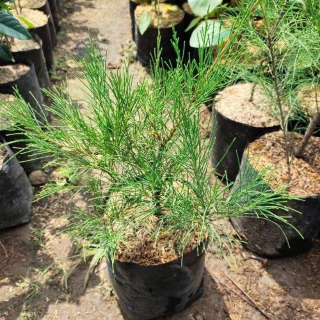 Bibit Tanaman Cemara Udang - Daun Rimbun, Tahan Panas, Cocok untuk Bonsai