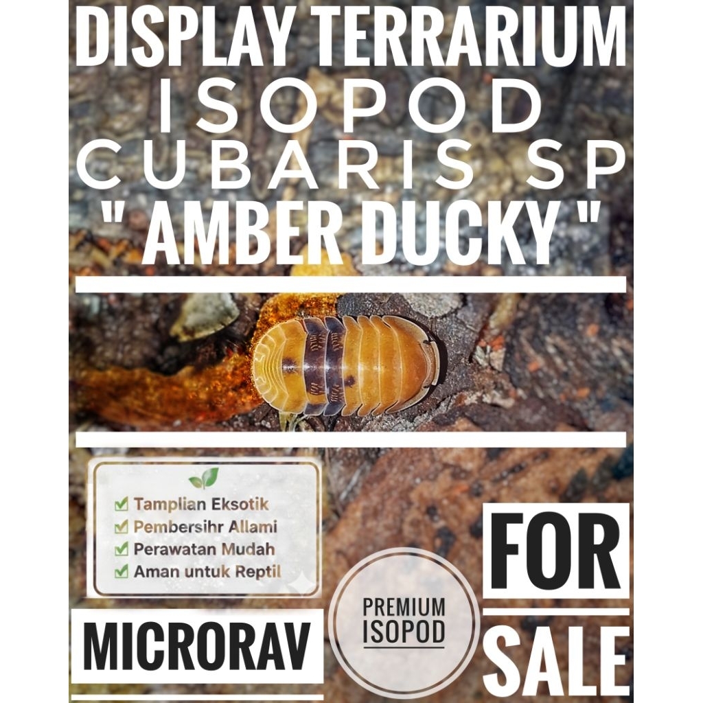 DISPLAY terrarium " ISOPOD cubaris sp." (AMBER DUCKY) --MICRORAV--
