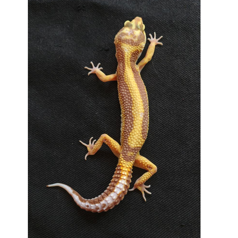 Leopard Gecko Bold Stripe Tremper | Indukan Female Gendong Telur | Gecko Sehat Aktif Jinak