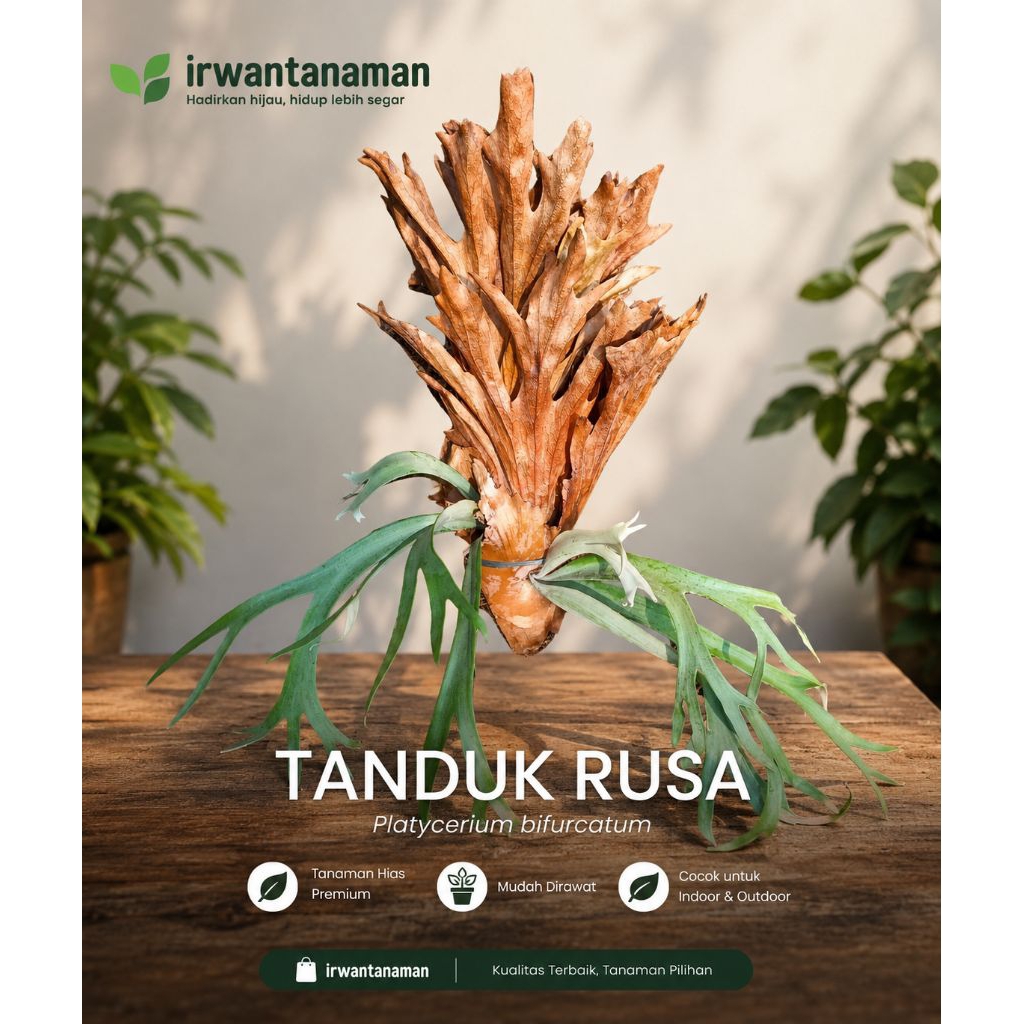 Kadaka tanduk rusa kadaka patycerium