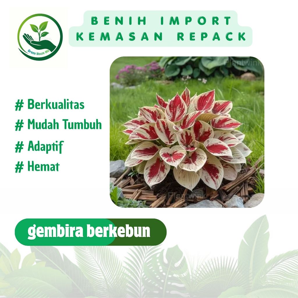 Murah  Benih Import Daun Hosta Blanco Rojo Isi 100 Biji Premium Asli Kemasan Repack BB166