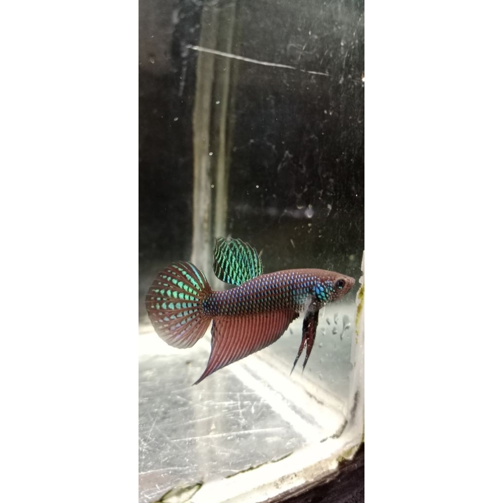 Wild Betta Smaragdina Guitar Green Round Tail Size M