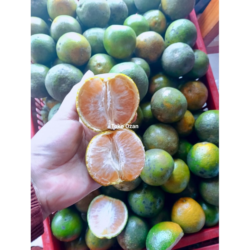 ALPUKAT MENTEGA MURIA SUPER