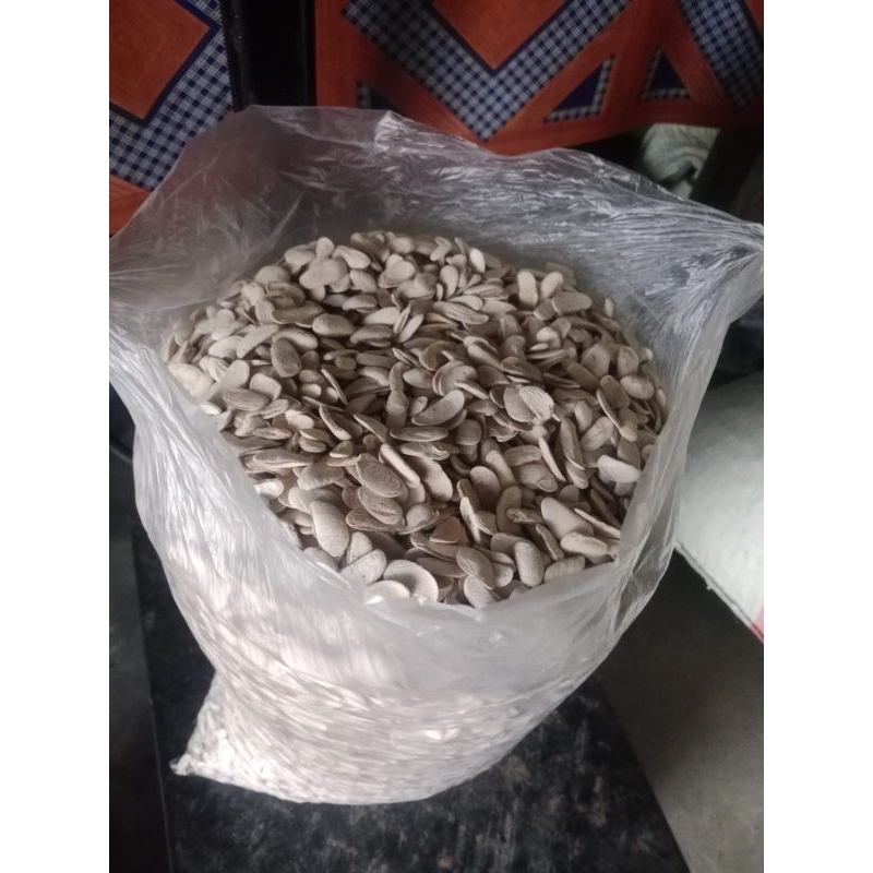 Biji mahoni kupas kering 500gr