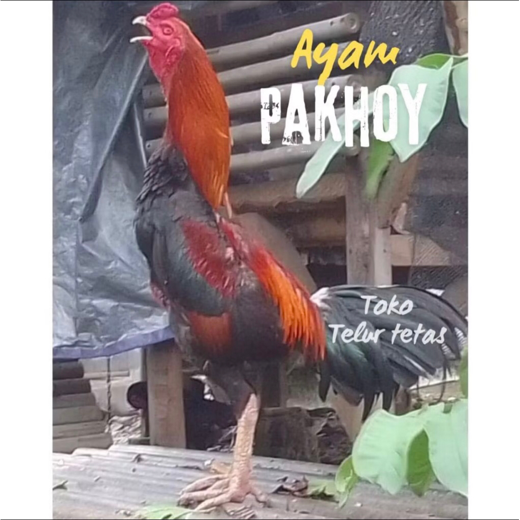 TELUR AYAM PAKHOY   DRUMBAND ORI PETARUNG SANG JUARA