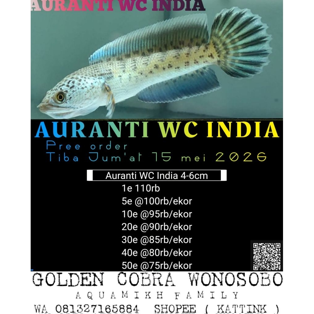 box auranti wc India 4-6 cc free box