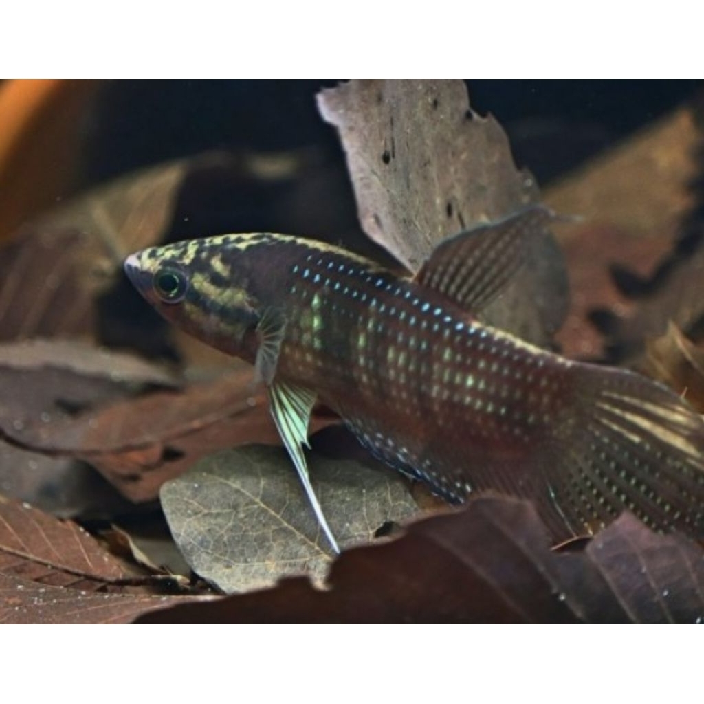wild betta, cupang alam