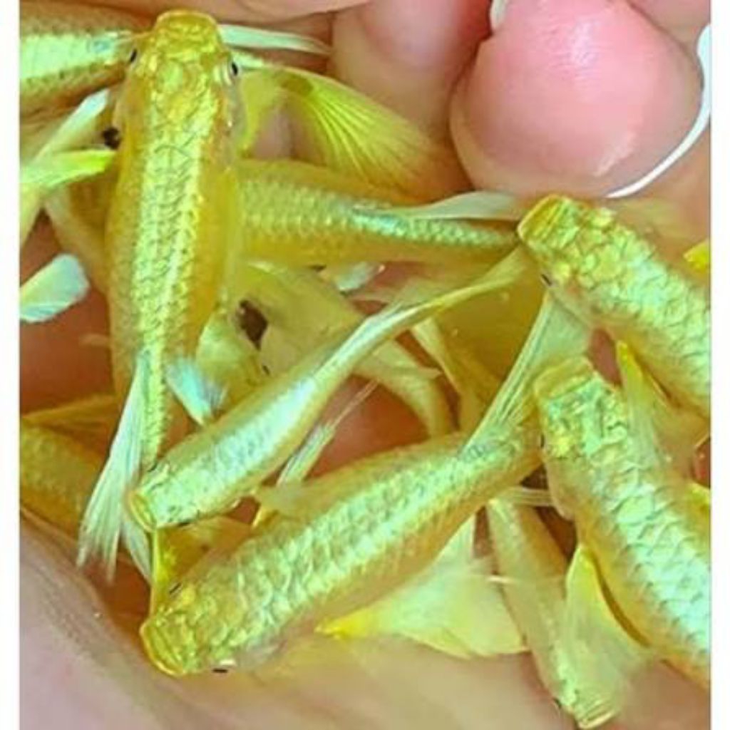 Ikan Guppy Full Gold Sepasang ukuran L siap Pijah Mudah Dibudidayakan cocok untuk hiasan aquarium da