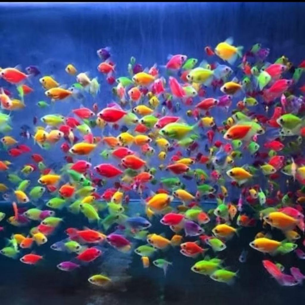 GLOFISH TETRA