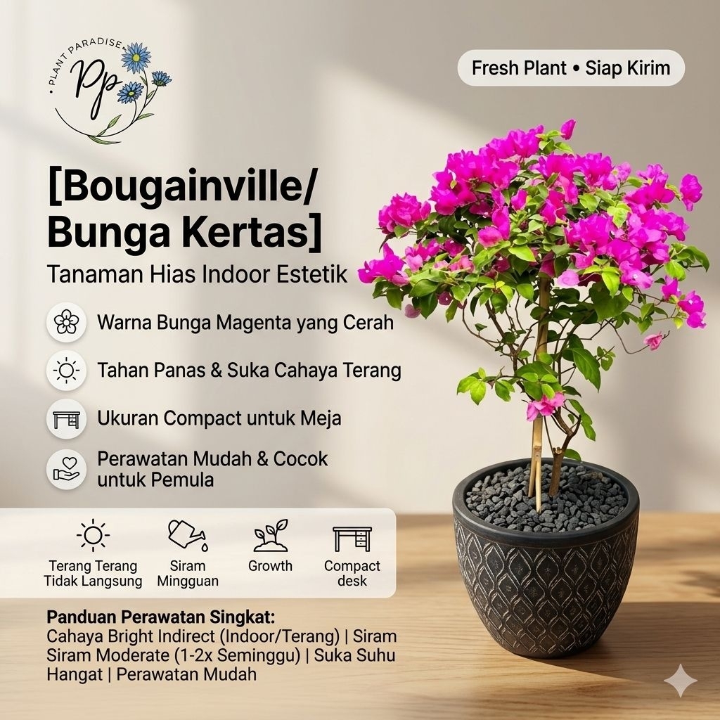 Tanaman Hias Bunga Bougenville Tanaman Hias Kembang Kertas Bunga Kertas Bibit Bunga Bougenville Bung