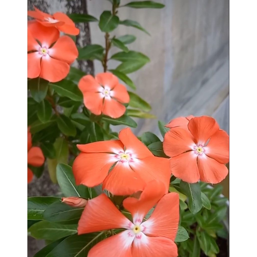 Benih tanaman vinca mandarin orange freshseed