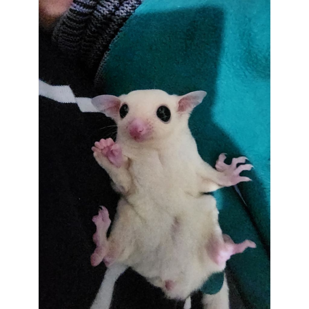 SugarGlider Joey Leu Whiteface