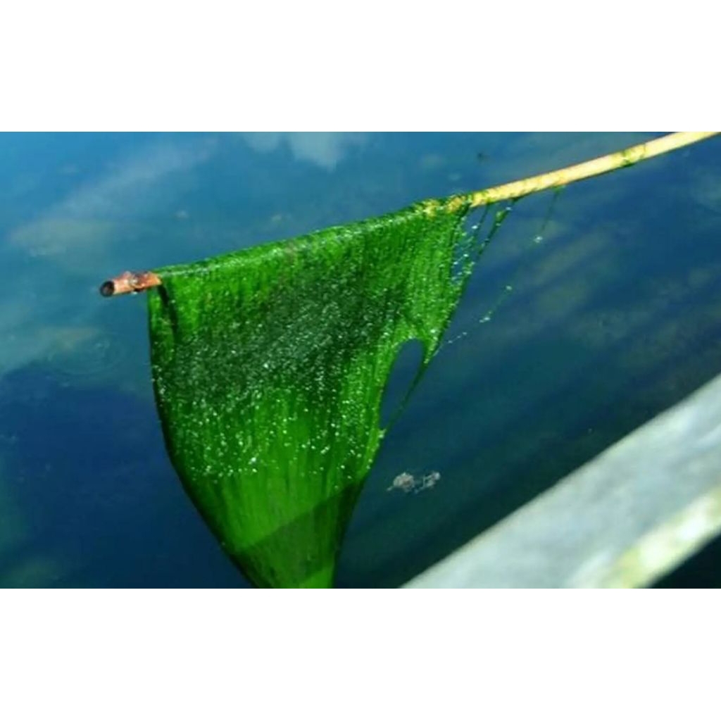 Lumut umpan mancing 200gr ,