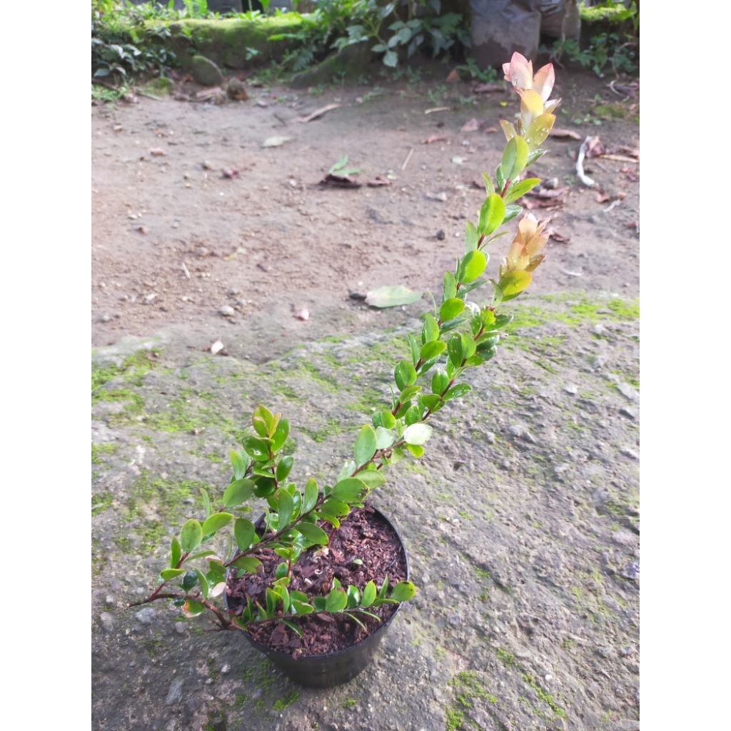 bibit santigi gunung/manis Rejo bahan bonsai koleksi
