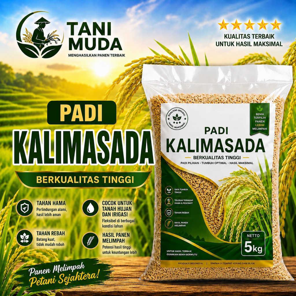 PADI UNGGUL KALIMASADA KEMASAN 5KG BERKUALITAS
