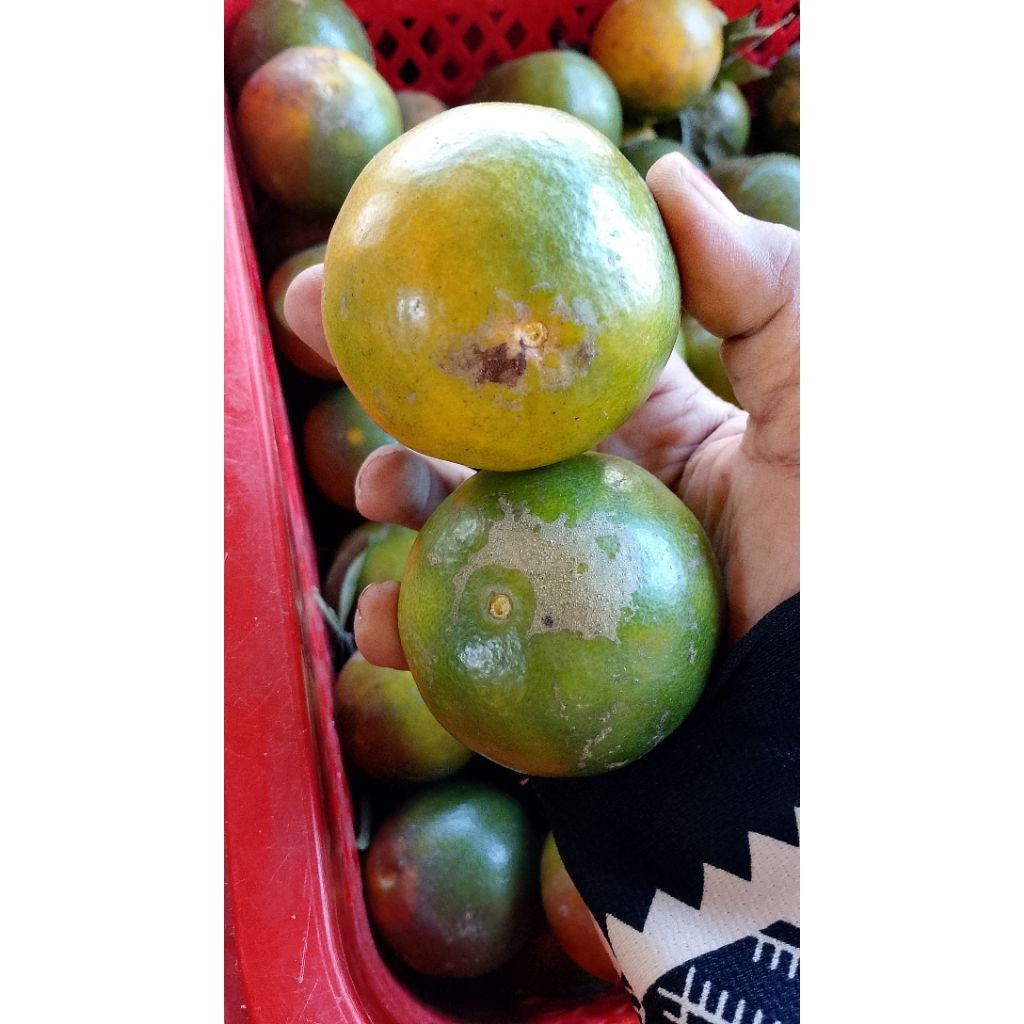 Jeruk Siam madu lokal asli Malang