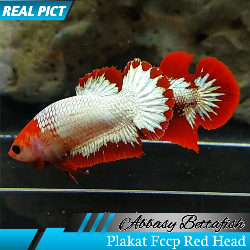 Plakat Betina Fccp Red Head Sesuai Foto Dan Video