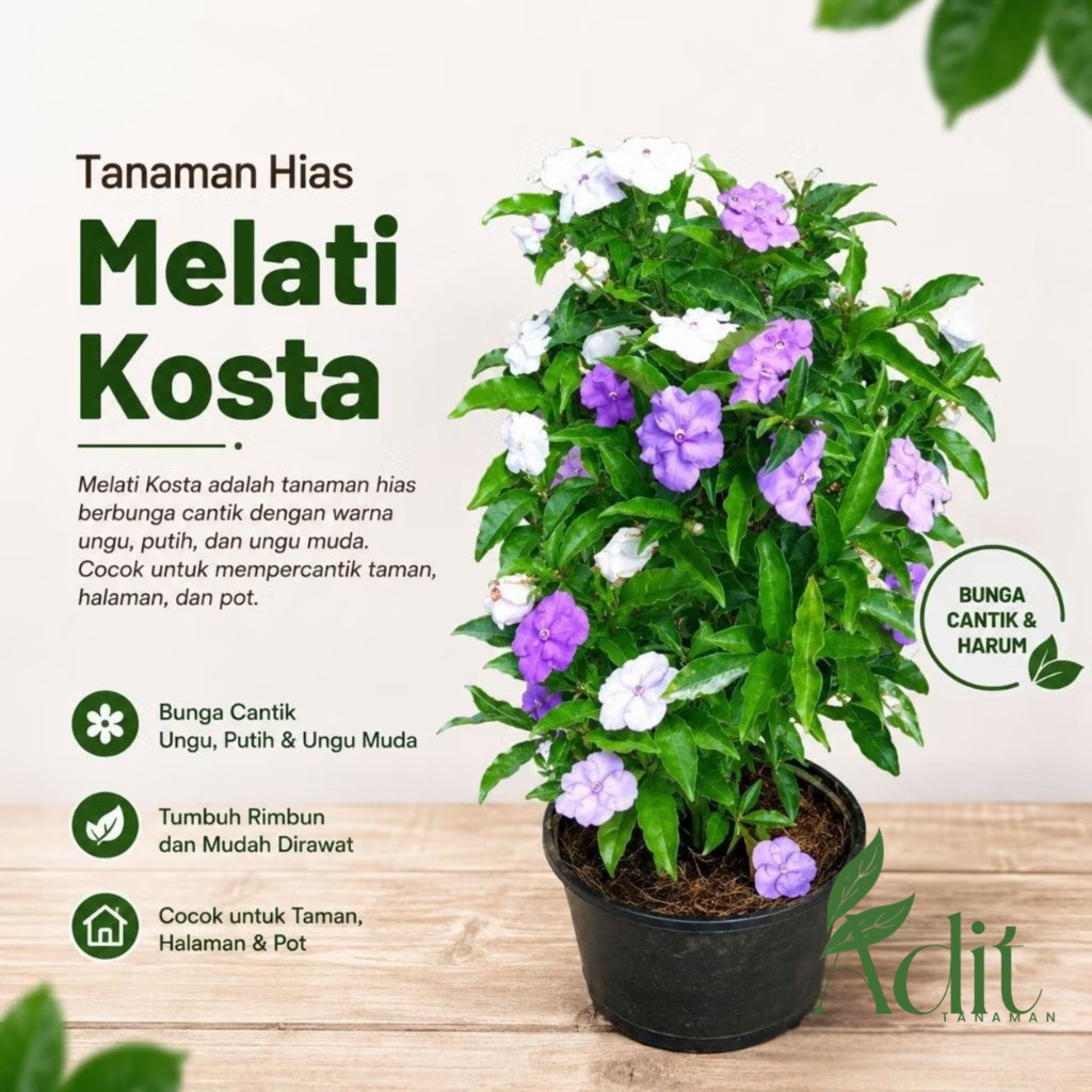 ( mp 2 ) Tanaman melati costa - bunga melati Costa Tanaman hias bunga melati Costa