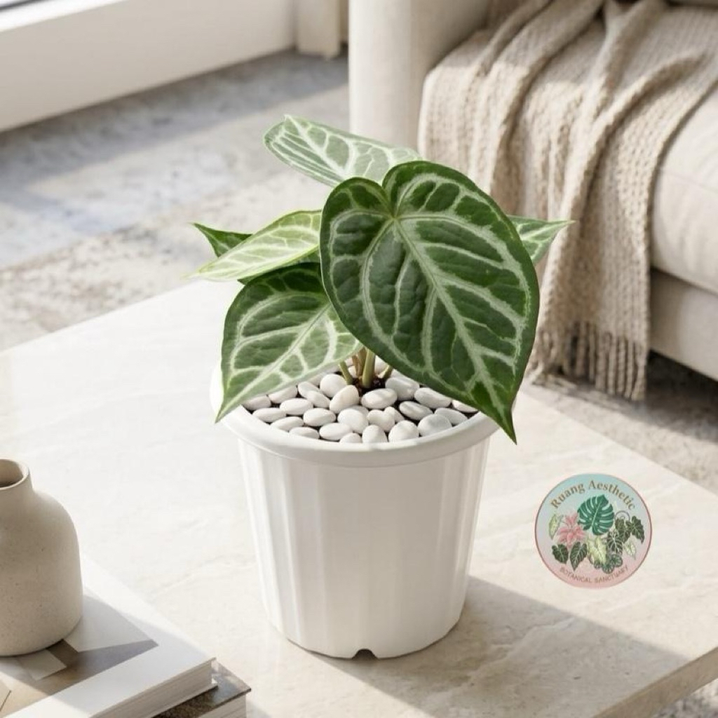 Tanaman hias anthurium dorayaki - tanaman kuping gajah dorayaki - anthurium dorayaki