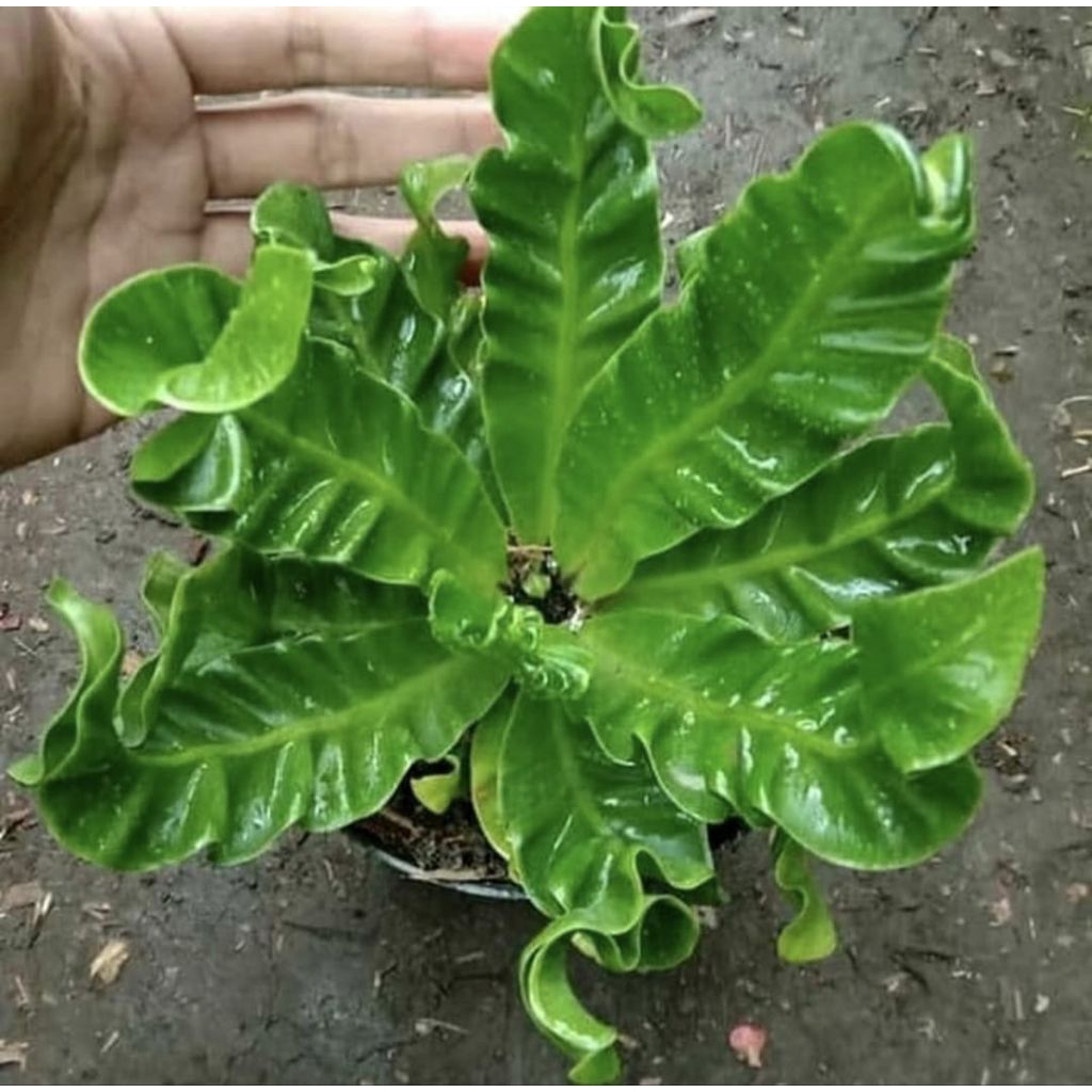 Pohon Kadaka Lasagna Mini Tanaman Hias Indoor Kadaka Lasagna Mini
